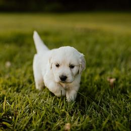 Boy 4 - Light golden male Golden Retriever puppy in Waco, Texas from Coconut Cream Goldens