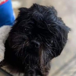 Marcy - Shih Tzu