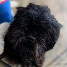 Marcy - Shih Tzu