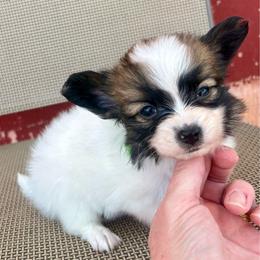 George - White and sable male Papillon puppy in Chattanooga, Oklahoma from Lottie Dottie Scottie’s and Papillons