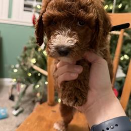 Black - Caramel red female Labradoodle puppy in Shingle Springs, California from California Double Doodles