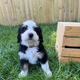 Fred (Red) - Black and white male Bernedoodle puppy in Casper, Wyoming from 307 Doodles