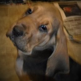 Bloodhound Puppies from Sleepy Hollow Hounds