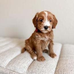 Bashful - Red Collar - Red  male Goldendoodle puppy in Billings, Montana from Montana Raised Doodles