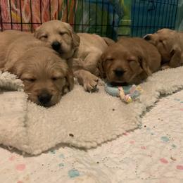 Golden Retriever Puppies from True North Golden Retrievers