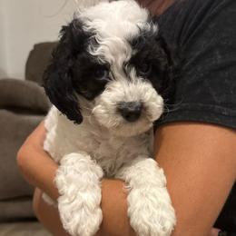 Vienna - Black and white female Cavapoo puppy in Gap, Pennsylvania from Luxe Cavapoo LLC