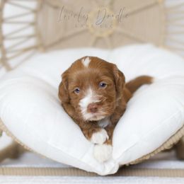 Green Collar Boy - Red male Australian Labradoodle puppy in Thousand Oaks, California from Lovely Doodle Lane