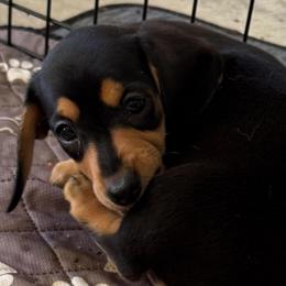 Clover (blue) - Black and cream female Dachshund puppy in Shawnee, Oklahoma from Magic Eagle Miniature Dachshunds
