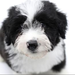 Bordoodle and Poodle Puppies from 5 Cent Canine Co.