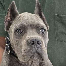 Black Collar Boy - Vera x Lawman - AKC and ICCF - Gray male Cane Corso puppy in Gorman, Texas from McOmber Country Kennels