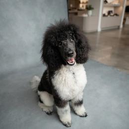 Gigi - Poodle