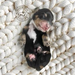 Rudolph - Piebald male Dachshund puppy in Monroe, North Carolina from Dogwood Doxies