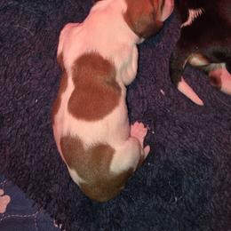 Purple - Mahogany and white female Basset Hound puppy in Russellville, Kentucky from Morse's Basset Hounds