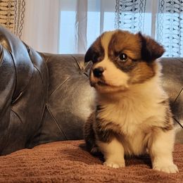 Sully - Sable male Pembroke Welsh Corgi puppy in Sidney, Ohio from Cozy Corgi Ranch