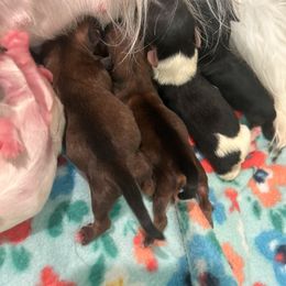 Yorkshire Terrier puppies from Lil Country Gems Yorkies