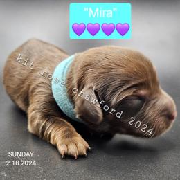 Dachshund Puppies from Wayward Home Dachshunds