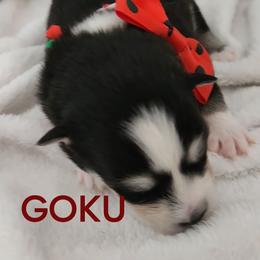 Boy 1( SON-GOKU aka Goku) - Black and white male Pomsky puppy in Norfolk, Virginia from 'Brick'House Couture Pomskies
