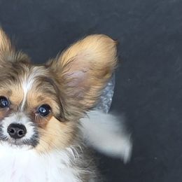 Papillons from Disyre Papillons