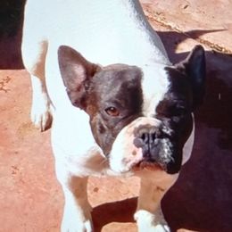 French Bulldogs and Pembroke Welsh Corgis from Nightstar