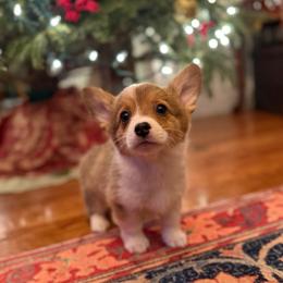 Puppy 3 - Red female Pembroke Welsh Corgi puppy in Grantsville Md, Maryland from Standing Oaks Kennel