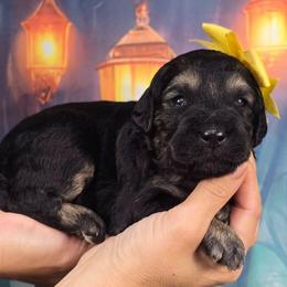 Ember - Black female Goldendoodle puppy in Springfield, Oregon from Oregon's Oodles of poodles & doodles