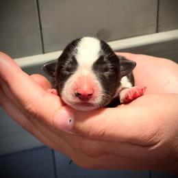 Cookie - Black and white female Border Collie puppy in North Lakeport, California from Wild Rose Ranch