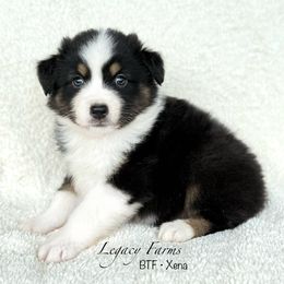 BTF - Xena - Black tri-color female Australian Shepherd puppy in Shelby, Alabama from Legacy Farms