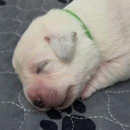 Green Collar - Yellow male Labrador Retriever puppy in Houston, Texas from Alpha English Labs