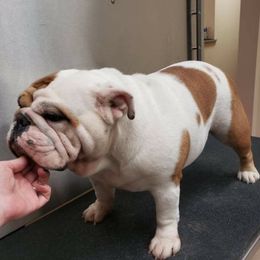 Squish - Bulldog