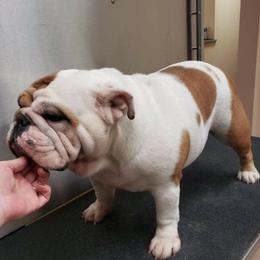 Squish - Bulldog