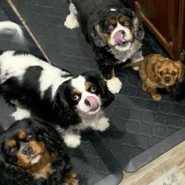 Cavalier King Charles Spaniels from Zodiac KKCavaliers