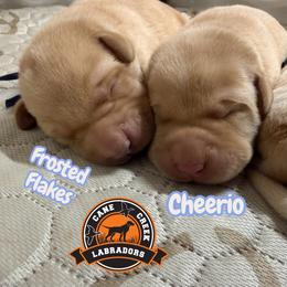 Cheerio - Yellow male Labrador Retriever puppy in Dickson, Tennessee from Cane Creek Labradors