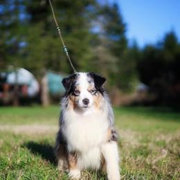 Sapphire - Miniature American Shepherd