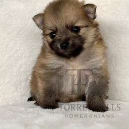 Nigel - Orange sable male Pomeranian puppy in Redlands, California from Torrey Hills Poms