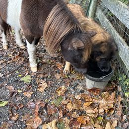 Leonberger puppies from QVR Labradors, Leonbergers and Frenchies