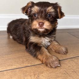 NESTLÉ - Chocolate and tan female Yorkshire Terrier puppy in Smryna, Georgia from Owensons’ Kennel