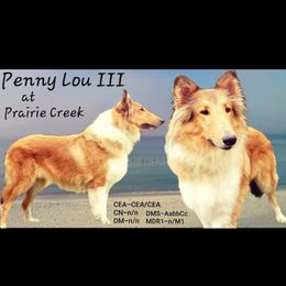 Penny - Collie
