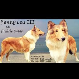 Penny - Collie