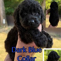 Dark Blue Collar - Black male Goldendoodle puppy in Ringgold, Georgia from Sweet B’s Goldendoodles