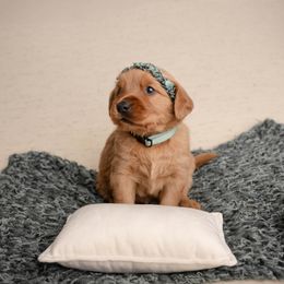 Fresca - Dark golden female Golden Retriever puppy in Buhl, Idaho from Atkinson's Goldens