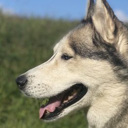Alaskan Huskies from SunSpark Huskies