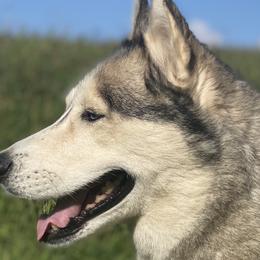 Alaskan Huskies from SunSpark Huskies