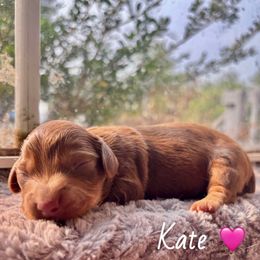 Kate - Chocolate female Dachshund puppy in Aiken, South Carolina from State Eight Dachshunds