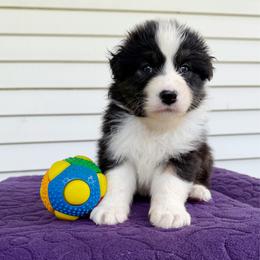 Gable - Black tri-color male Australian Shepherd puppy in Kearney, Nebraska from Helix Aussies
