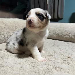 Polly - Blue merle female Australian Shepherd puppy in Terryville, Connecticut from Spirited Aussies