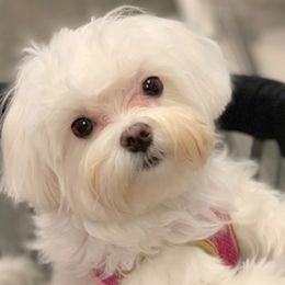 Maltese from MaltaAngel
