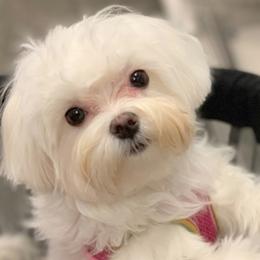Maltese from MaltaAngel