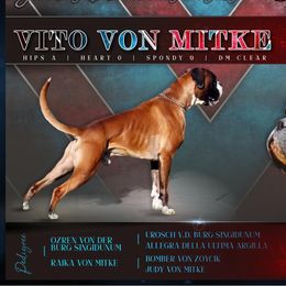 Vito - Boxer