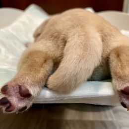 Labrador Retriever Puppies from Jewell Labradors