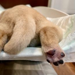 Labrador Retriever Puppies from Jewell Labradors